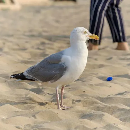 Holiday's & Short-stay Katwijk *